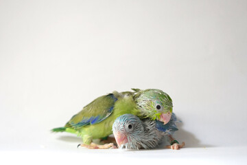 Wall Mural - Forpus baby bird newborn (green and Blue pied color) sibling pets standing on white background, it is the smallest parrot in the world.