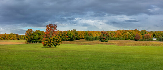 Wall Mural - Panoramic view of autumn trees in the meadow in Michigan countryside with dark cloudy sky