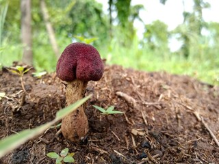 Rare Red colour mushroom in indian jungle