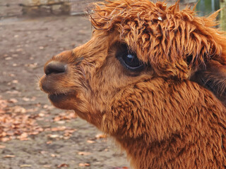 Poster - Alpaca in small animal park