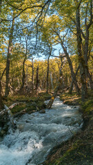 Canvas Print - Beautiful forest in the patagonia of Argentina.