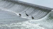 Canada Geese And Black Heron On Weir With Flowing Water. - Wide Shot
