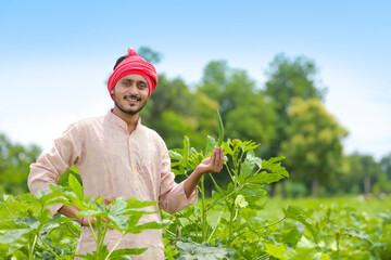 Wall Mural - Indian farmer standing and holding ladyfinger in hand at agriculture field.