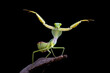 Giant Shield mantis closeup with self defense position on black background, Shield mantis closeup on wood
