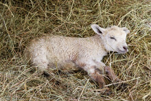Lamb Sleeping Comfortably In Hay