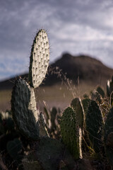 Poster - Closeup view of the prickly cacti growing in the field on a blurry background