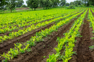 Wall Mural - Turmeric plant row at agriculture field.