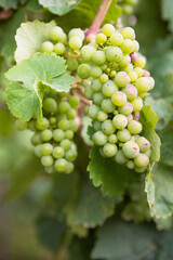 Wall Mural - Wineyard with fresh grapes in Trier, Moselle Valley