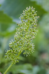 Ovary of grapes in nature close-up