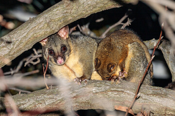 Wall Mural - Brushtail Possum and baby, Hughes, ACT, August 2021
