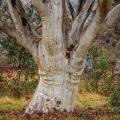 Wall Mural - Wet, streaked eucalyptus trunk, Callum Brae Nature Reserve, ACT, August 2021