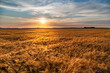 Sonnenuntergang über einem Getreidefeld 
