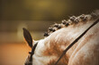 A rear view of the scruff of a dapple horse with a beautiful braided mane and a bridle on its muzzle on a summer day. Equestrian sports. Equestrian life.