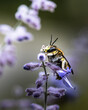 wild bee on purple flower
