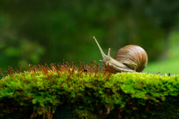 Funny snail on green moss