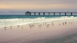 Sea Gulls on Beach Landscape