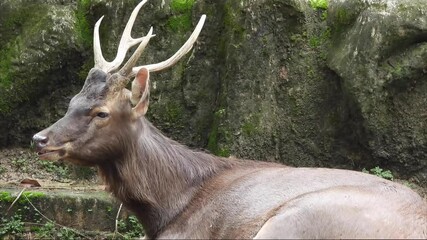 b roll clips of sambar deer (rusa unicolor) wildlife