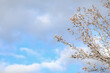 © Caseyjadew - Delicate white blossom flowers on tree in early spring