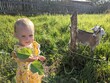  a small child feeds a goat with a leaf. girl in yellow dress
