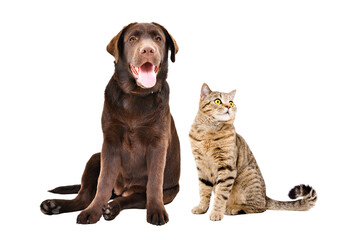 Wall Mural - Labrador dog and cat Scottish Straight sitting together isolated on white background