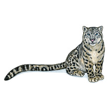 Watercolor Illustration Of A Wild Cat. Hand Made Character. Snow Leopard