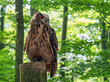 eurasian eagle-owl bubo bubo