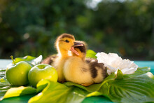 A Couple Of Cute Ducklings Are Sitting On A Table On Hosta Leaves In The Sun Against The Backdrop Of A Huge White Mallow Flower And Two Green Apples. 