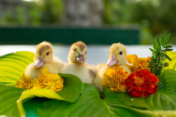 Wall Mural - Three cute ducklings are sitting in the garden on a table on hosta leaves on a background of red and orange marigolds