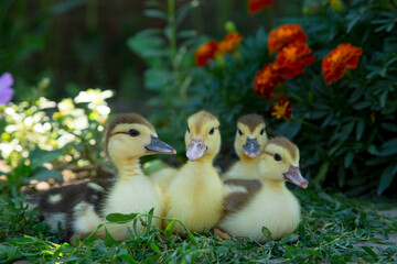 Wall Mural - Four ducklings sit on the background of blooming marigolds and eat knotweed