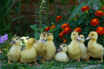 Wall Mural - Eight ducklings sit on the background of blooming marigolds and eat knotweed