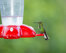 A Coppery-headed Emerald Visits A Feeder With Sugar Water.