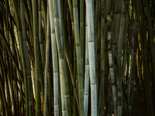 Close Up Of Bamboo