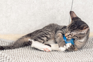 Wall Mural - A striped mongrel kitten plays with a blue small ball. Gray background, active game, close-up