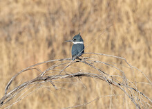A Belted Kingfisher Sitting On Curved Branches With A Golden Field Of Wild Grasses In The Background.