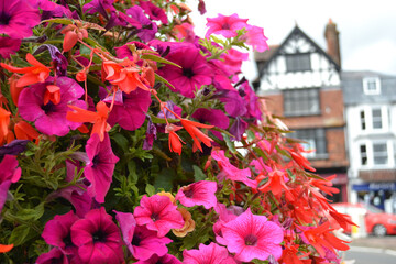 Flowers in the city center. Salisbury city center in the background.