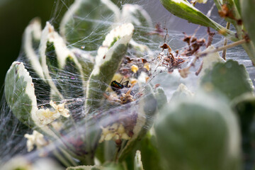 Catched inset in spider net