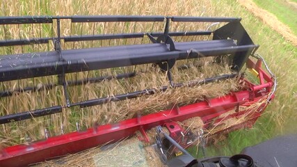 Wall Mural - Combine harvester harvesting ripe golden wheat on the field. The image of the agricultural industry. Farm implements: Closeup of a grain header of a modern combine harvester just before harvesting a c