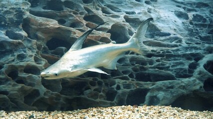 Wall Mural - Shark catfish Pangasianodon hypophthalmus swims in the aquarium