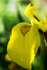 Wall Mural - Ausschnitt einer gelben Iris Blüte