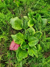 A Single Pink Leaf Among Green Leaves