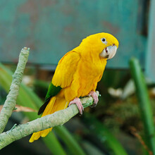 The Golden Parakeet Or Golden Conure, Is A Medium-sized Golden-yellow Neotropical Parrot, Also Known As Queen Of Bavaria Conure