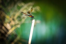 Brachymesia Gravida Aka Four-spotted Pennant On A Bamboo Reed