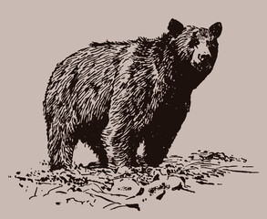 grizzly bear ursus arctos horribilis standing on rocky ground. isolated on brown background after vi