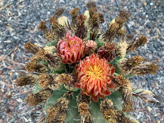 Wall Mural - Blooming Ferocactus wislizenii (latin - Ferocactus wislizenii)