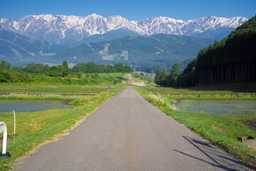 Wall Mural - 早朝の静かで美しい農村の風景