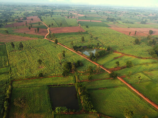 Wall Mural - arial view of rice fields and sugarcane fields.