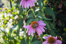 Bee On Pink Coneflower In Shade