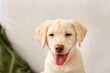 © Pixel-Shot - Cute Labrador puppy on sofa at home