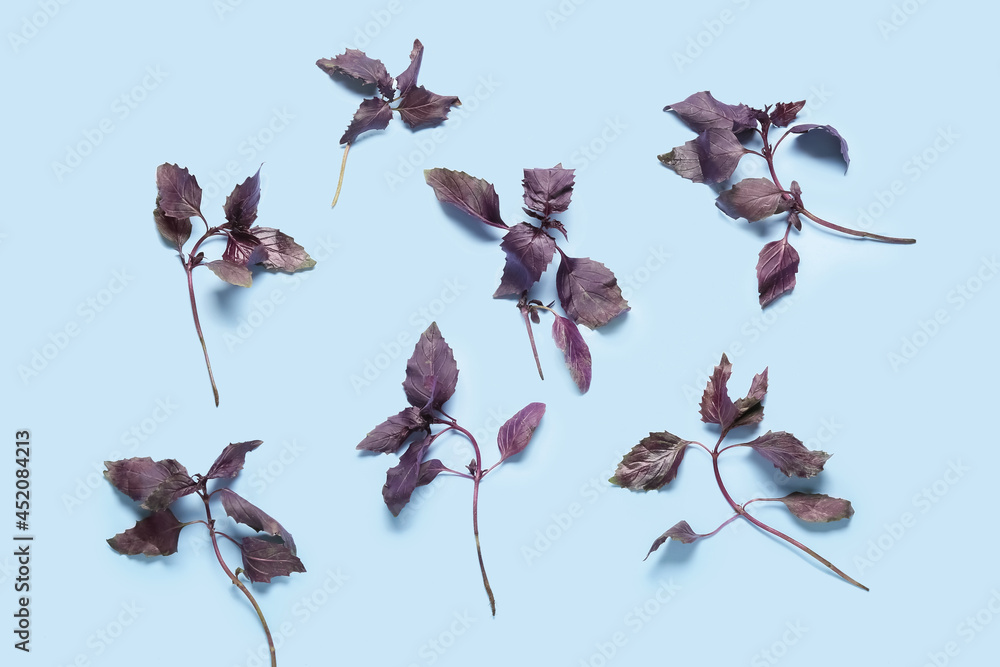 Fresh basil on color background