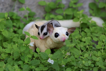 A mother sugar glider is looking for food while holding her two babies. 